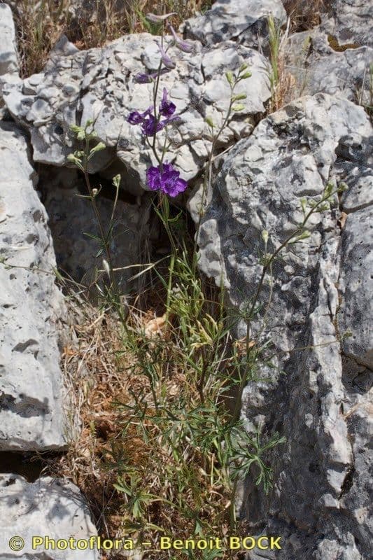 Speronella a Cinque Stili 8