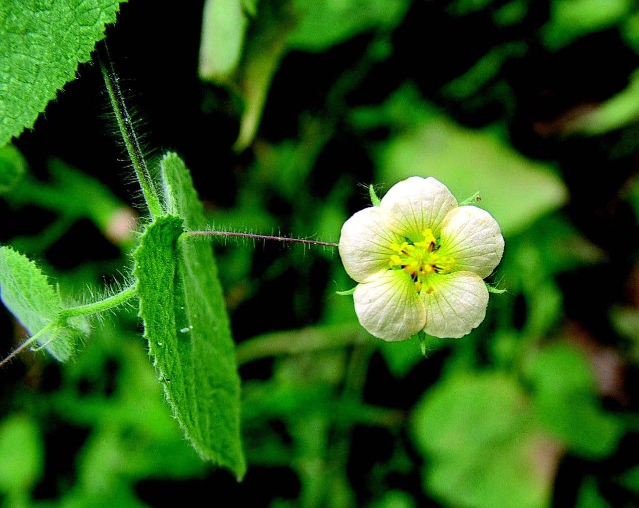 Herissantia Crispa 5