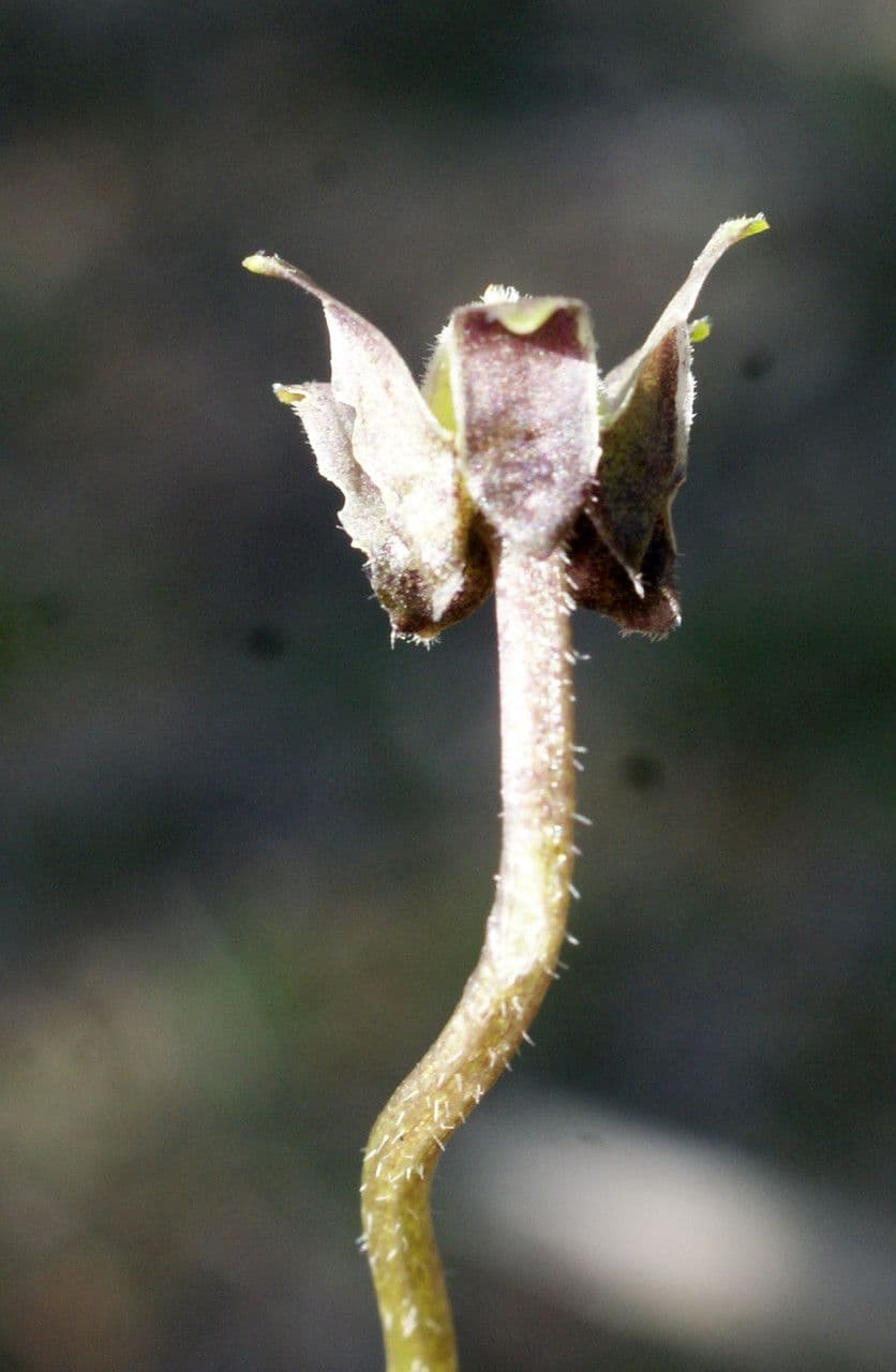 Viola bianca 4