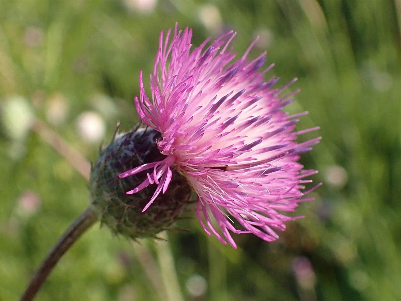 Weißgefleckte Distel 11