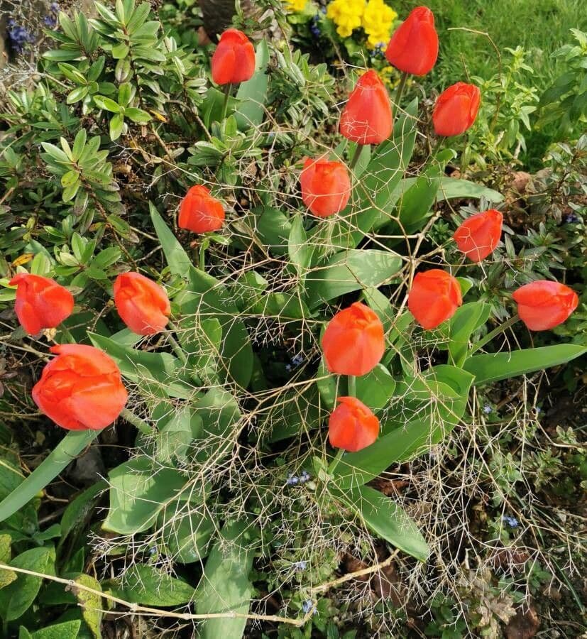 Tulipano di Gesner 27