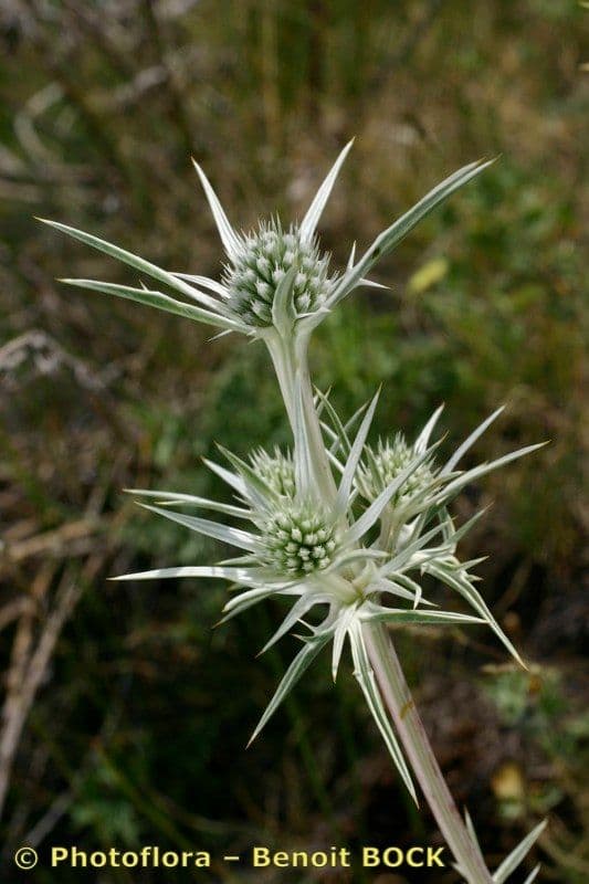 Eryngium glaciale 16