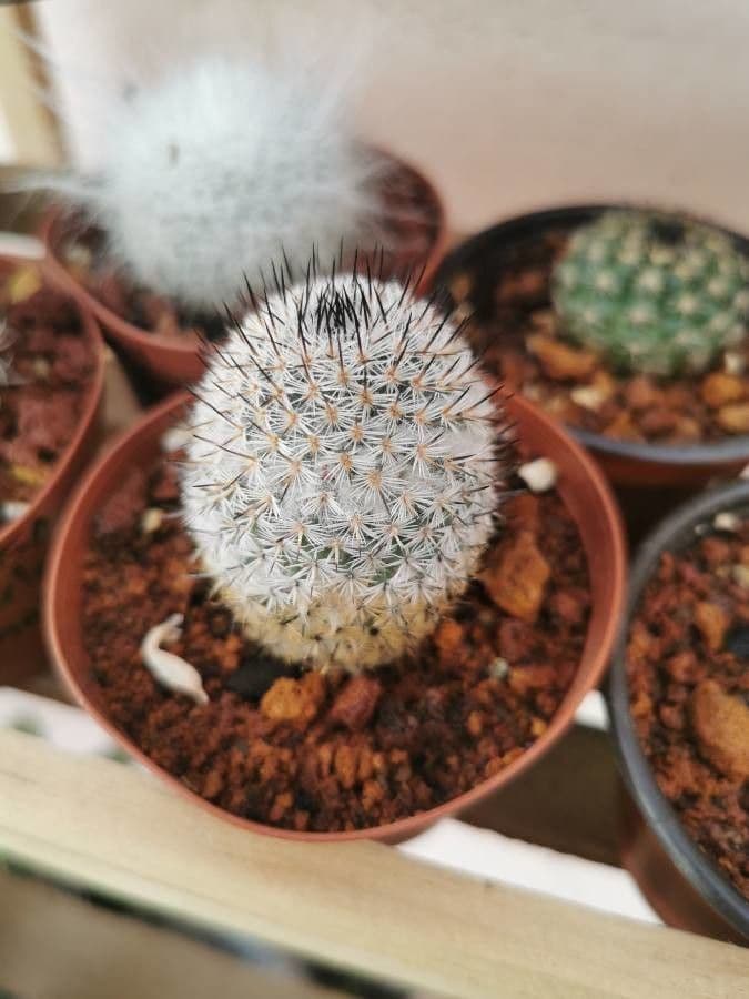 Mammillaria 3