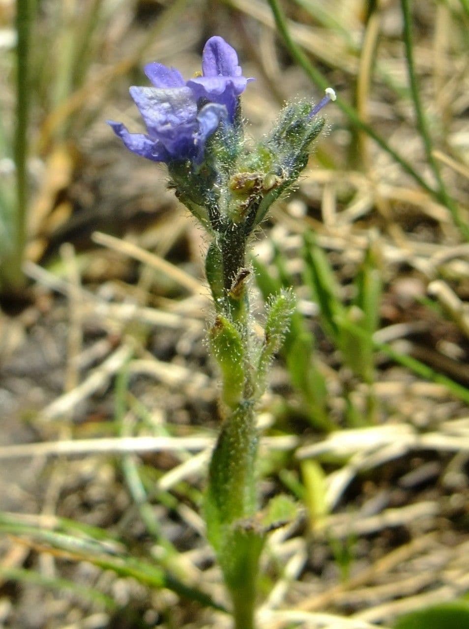 Veronica bellidioides 20