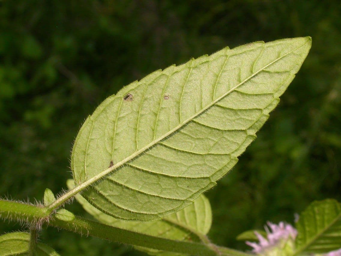 Blephilia ciliata 12