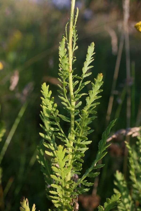 Achillea 3