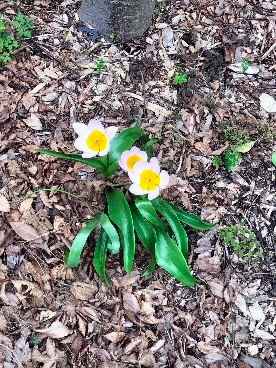 Tulipano 7