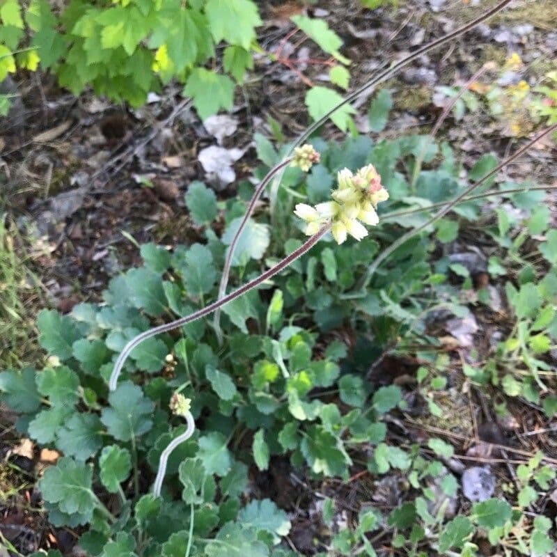 Heuchera cilindrica 9
