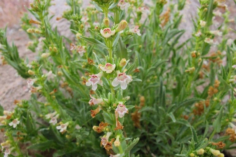 Penstemon deustus 8