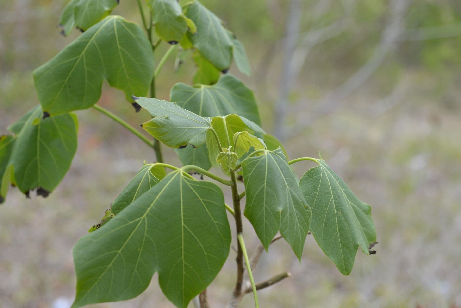 Gyrocarpus 3