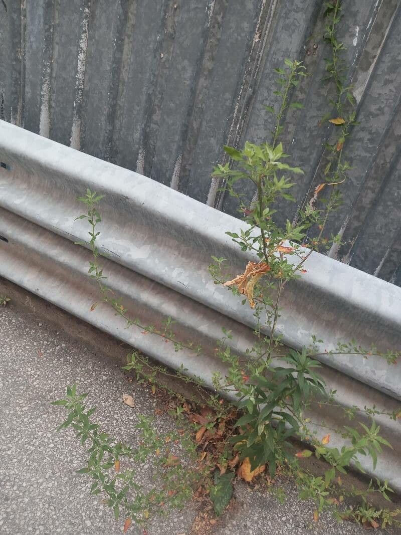 Appio selvatico 18