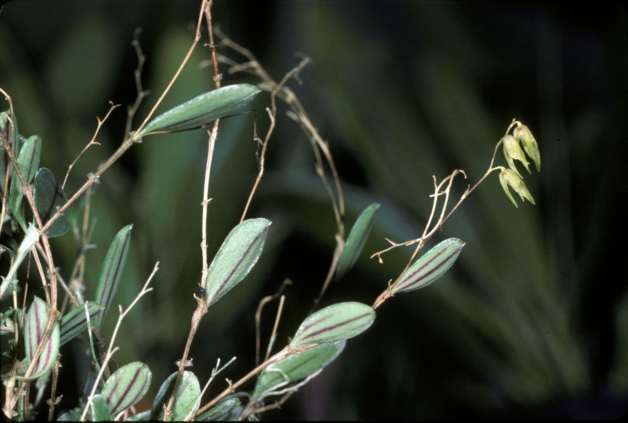 Trichosalpinx