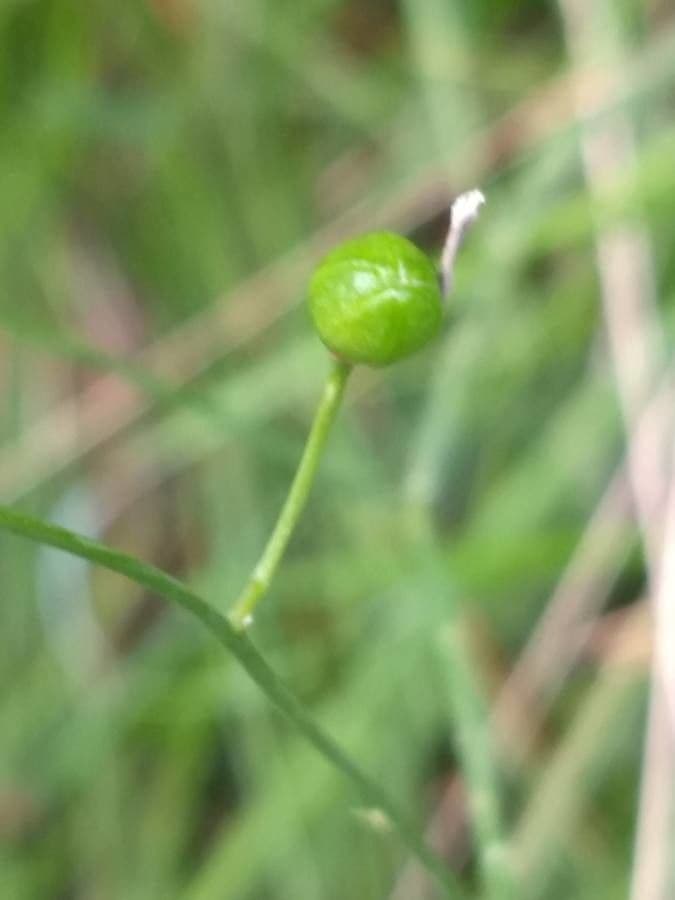 Falangera