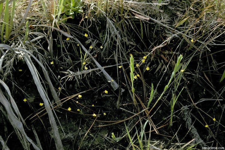 Utricularia subulata 9