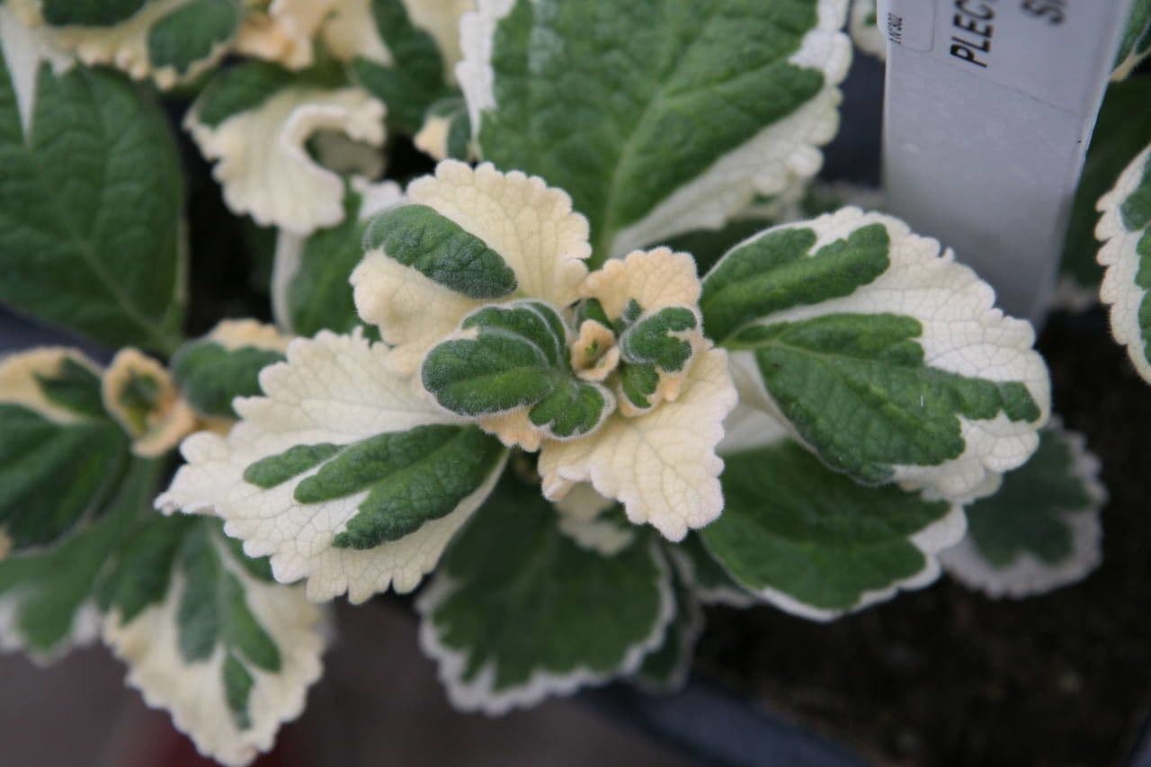 Plectranthus 8