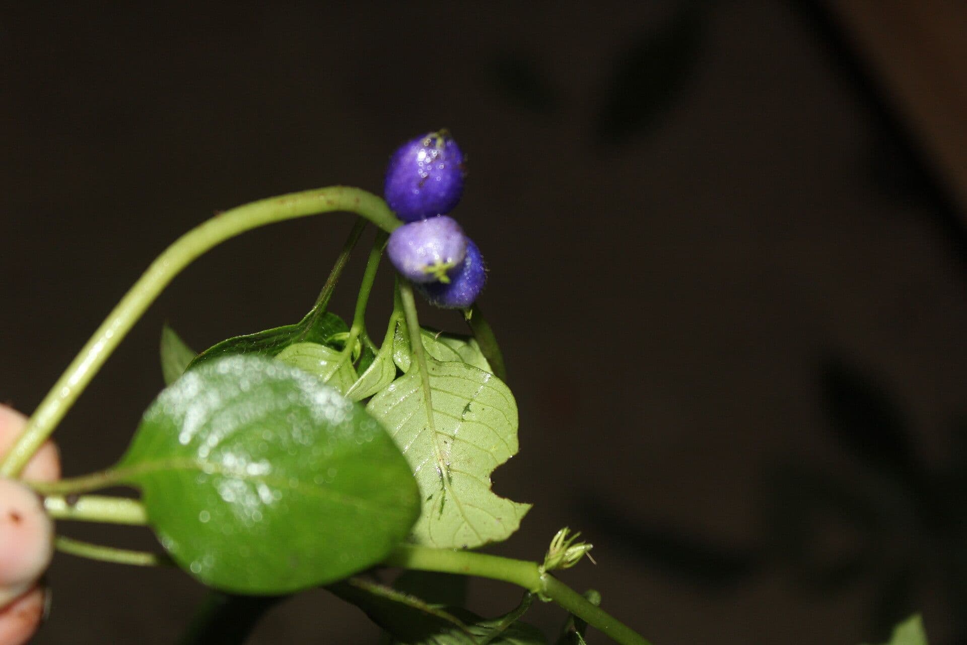 Coccocypselum 2