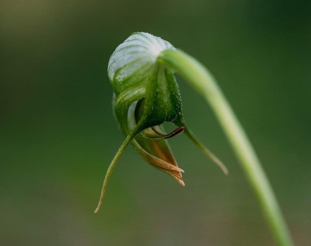 Pterostylis nutans