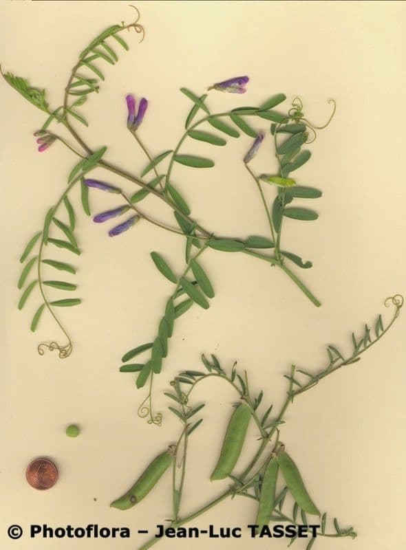 Vesce à une fleur 24