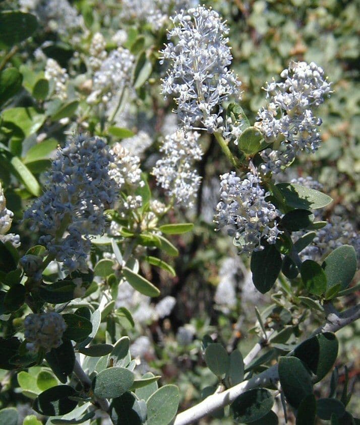 Ceanothus 11