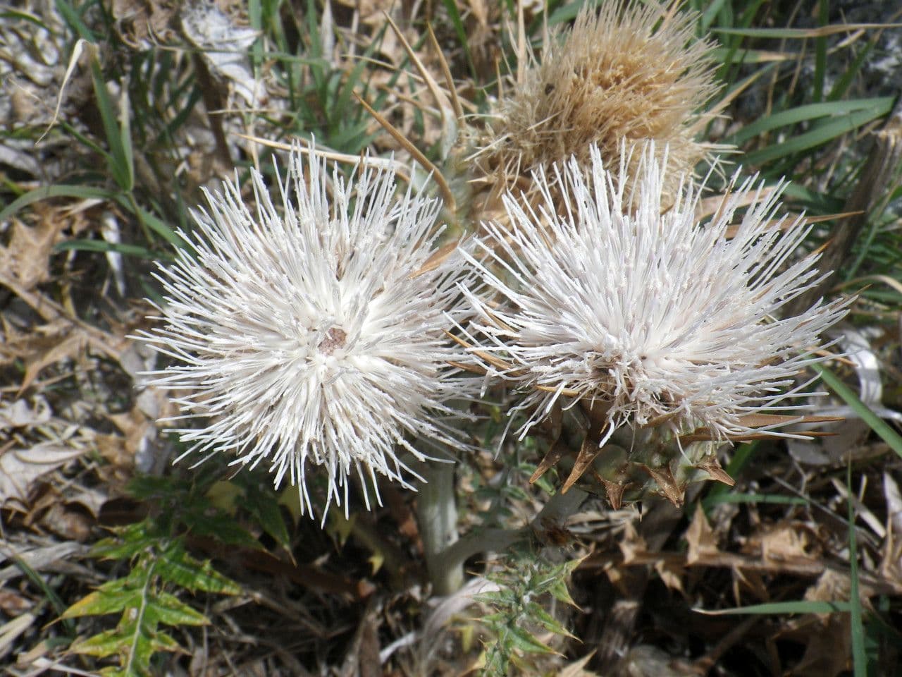 Carciofo 8