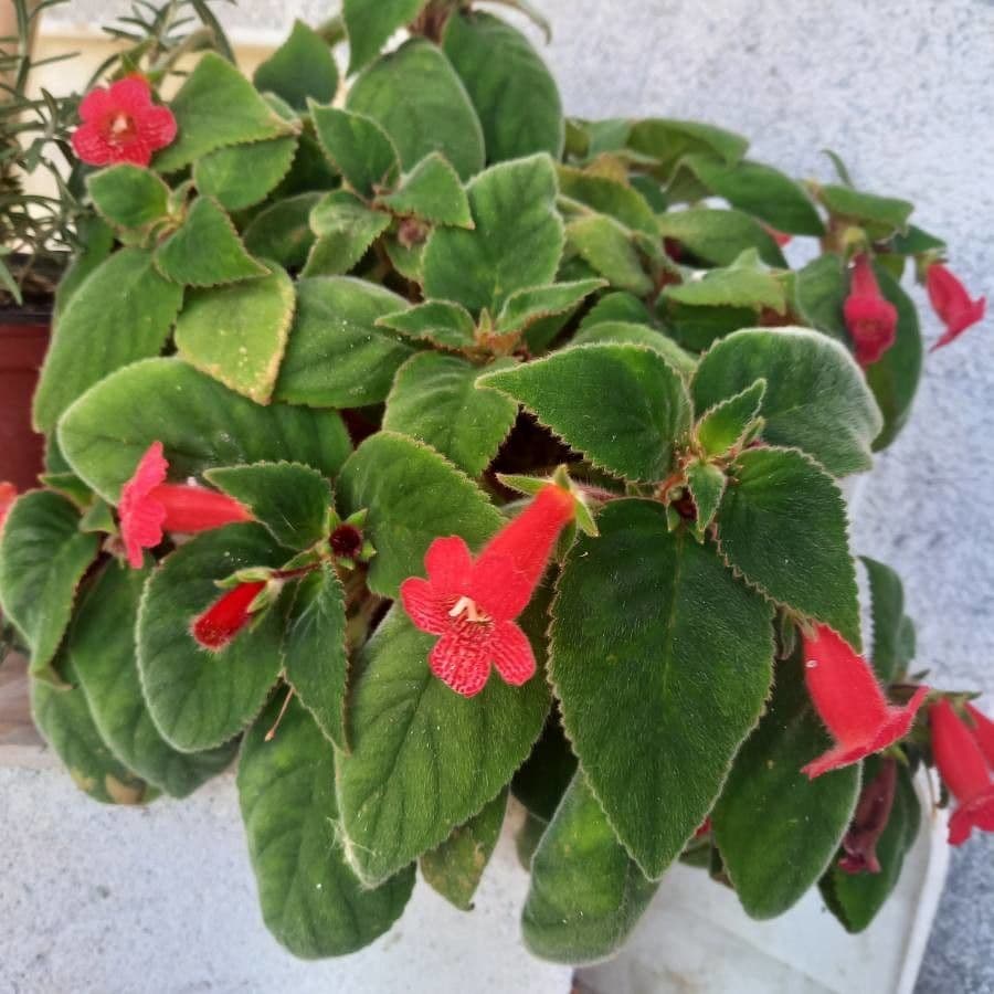 Kohleria 13