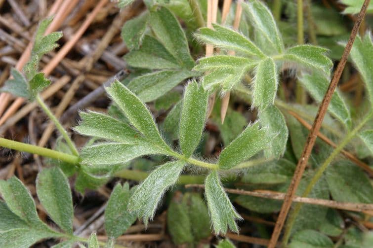 Horkelia tridentata 12