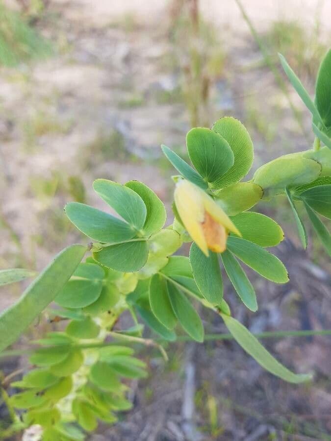 Desvauxs Mimose 7