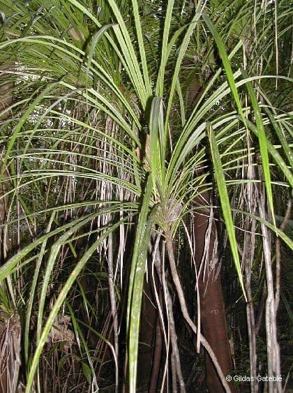 Pandanus 3