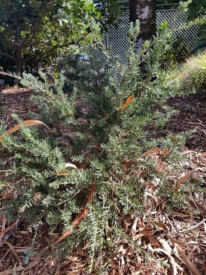 Podocarpus lawrenceův 6