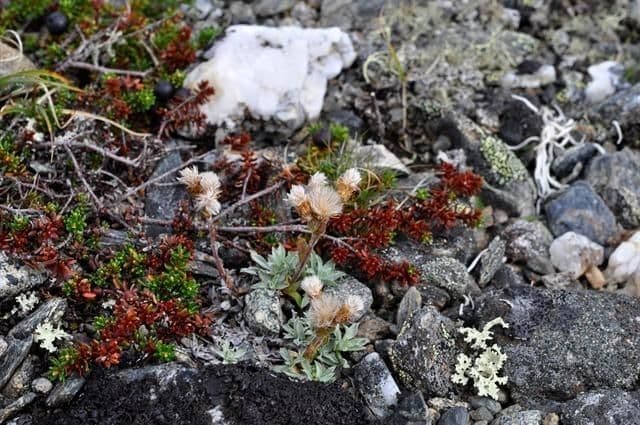 Antennaria alpina 7