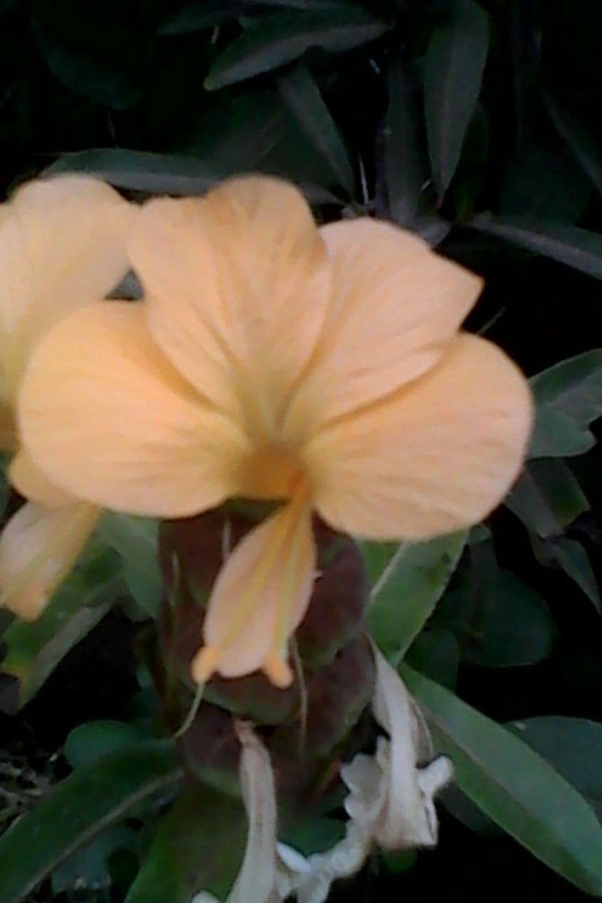 Barleria a cono di luppolo 5