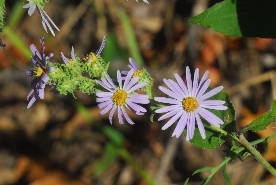 Symphyotrichum 5