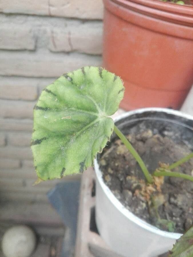 Begonia rex 16