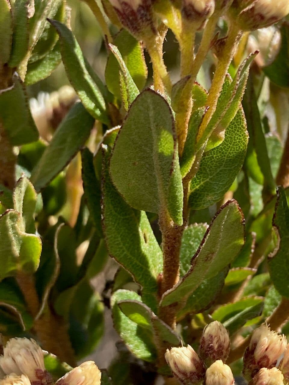 Plum-leaved Baccharis 14