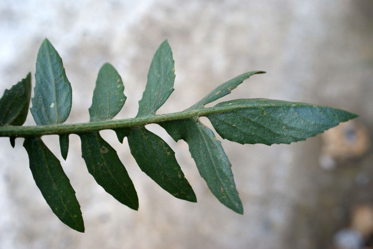Centaurea 9