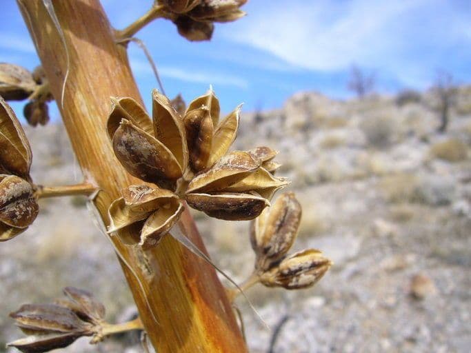 Utah-Agave