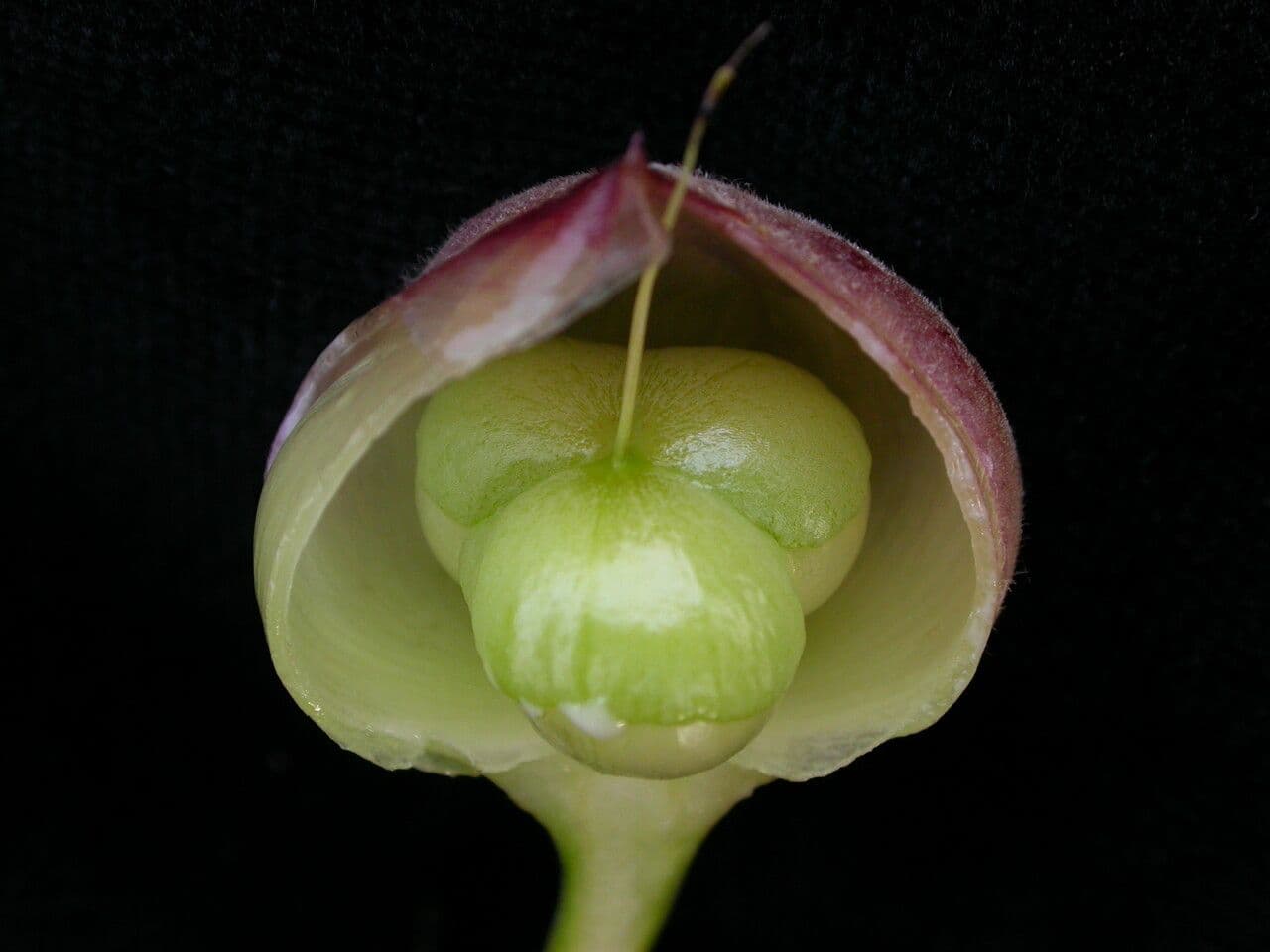 Operculina 5