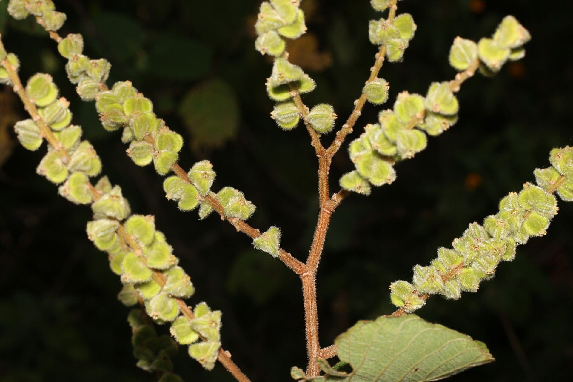 Gouania vellutata 2