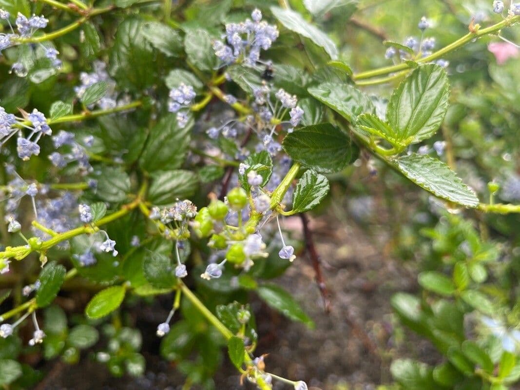 Ceanoto arboreo 2