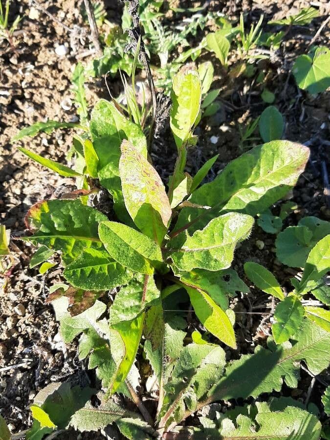 Radicchiella dolcigna 16