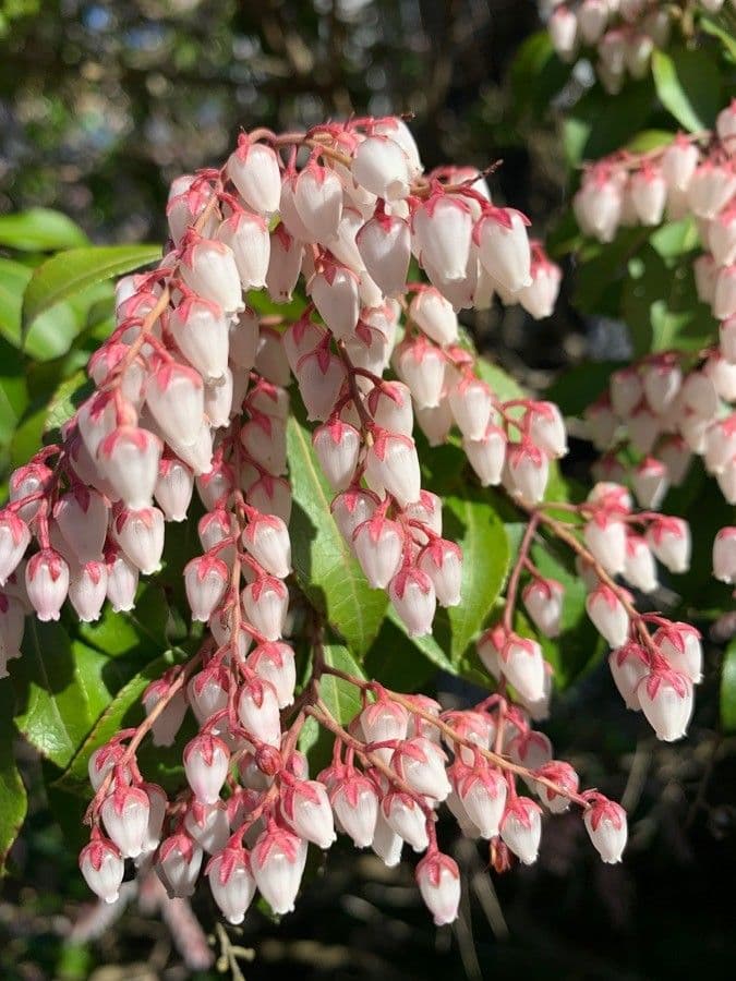 Pieris giapponese 10