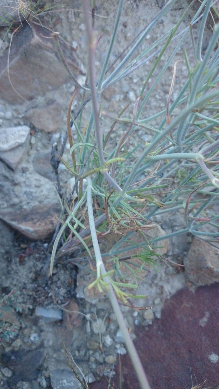 Thelesperma 15