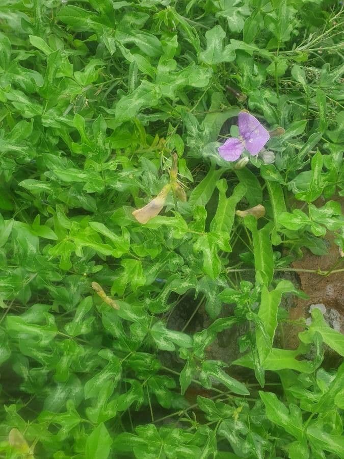 Vigna frutescens 12