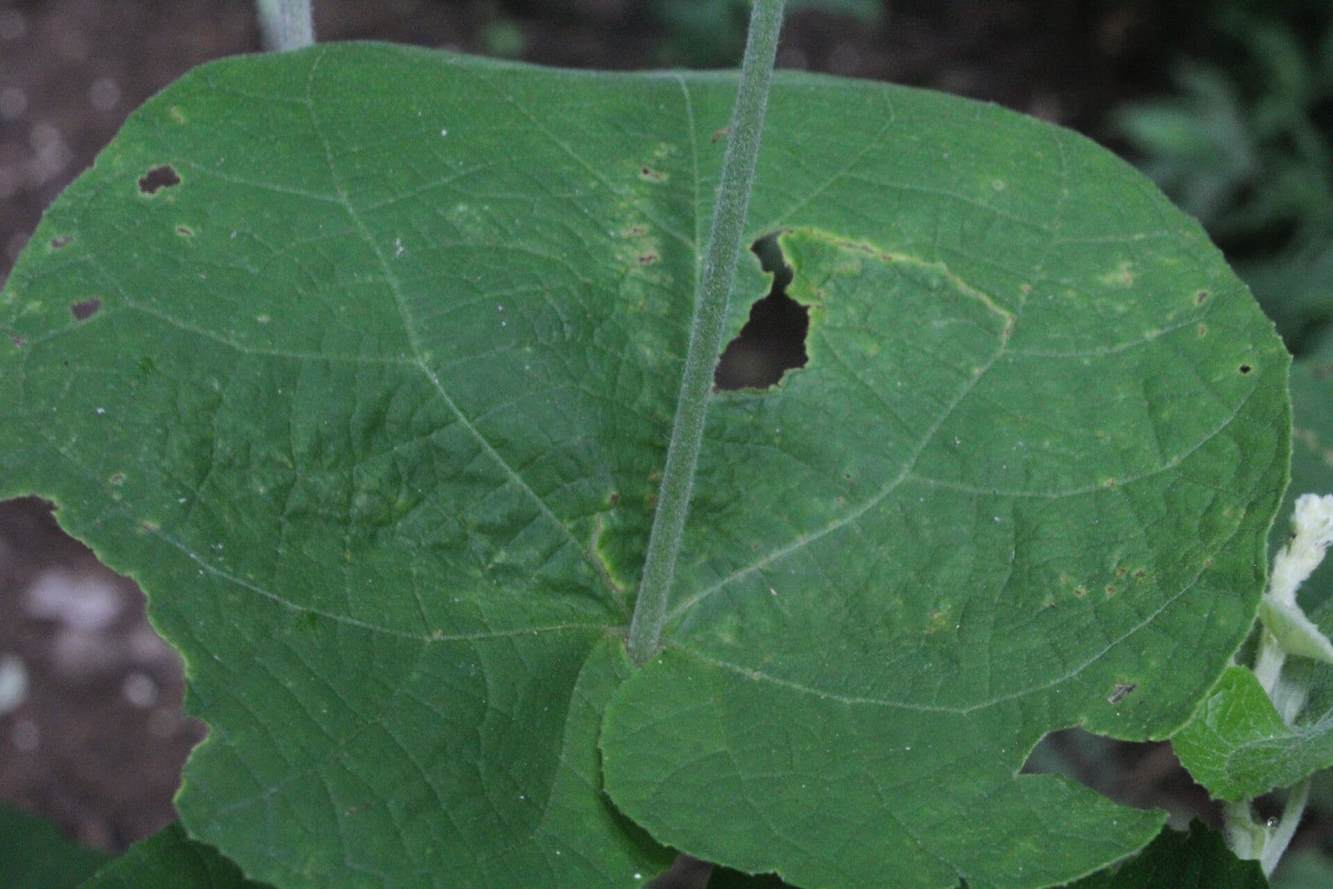 Allobriquetia 11
