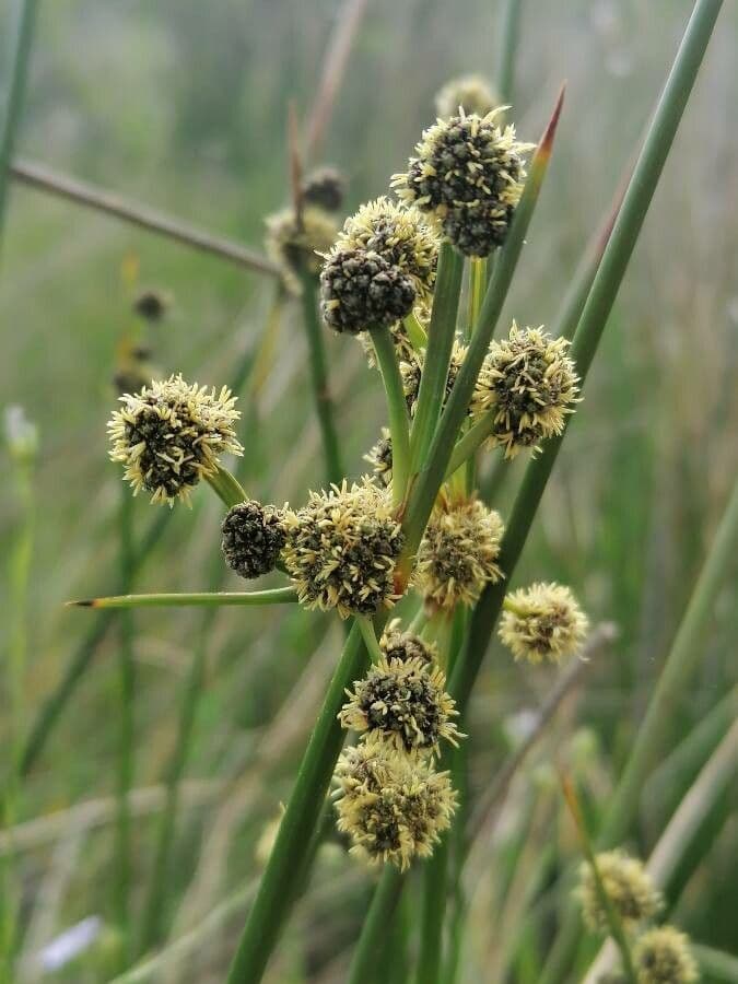 Kugelbinse 6