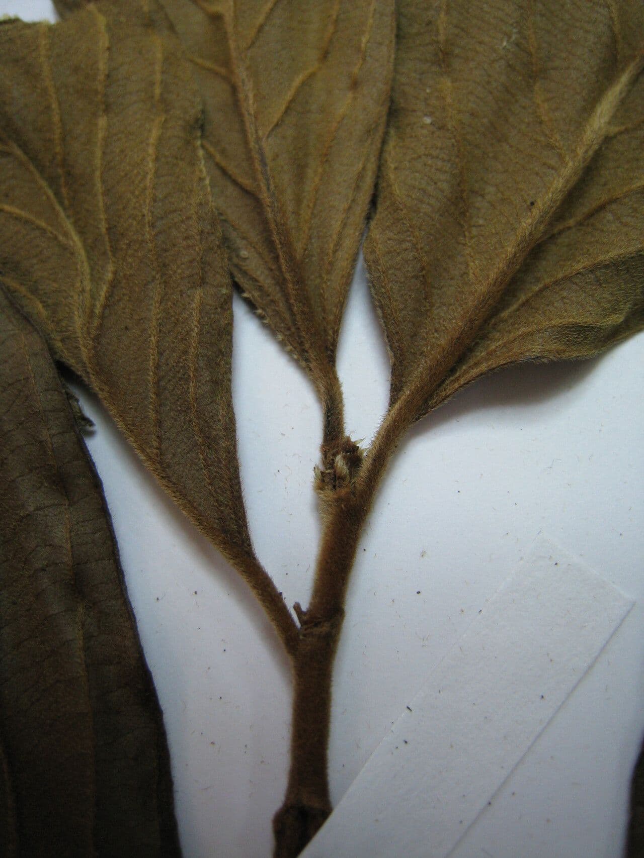 Lacistema grandifolium 13