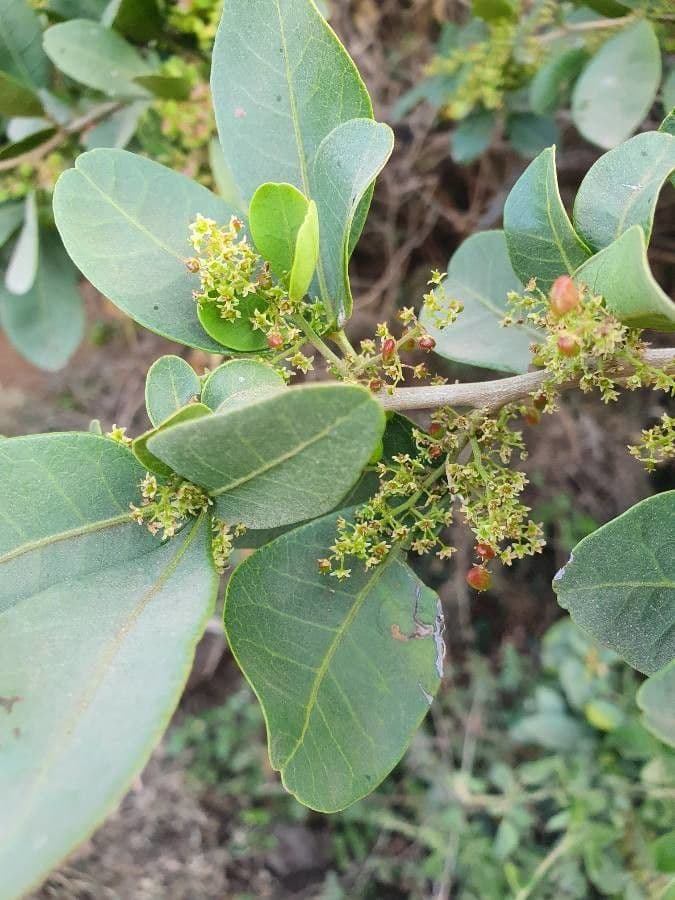 Searsia natalensis 8