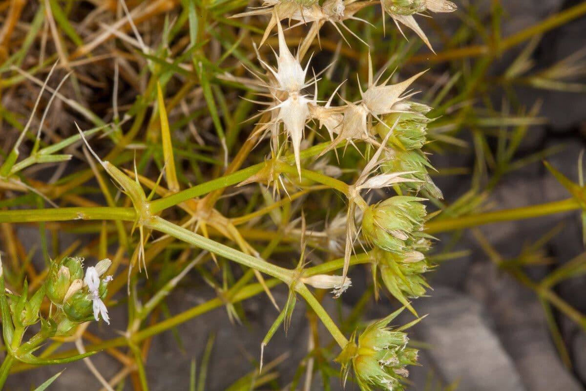 Drypis spinosa