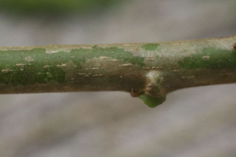 Omphalea 11