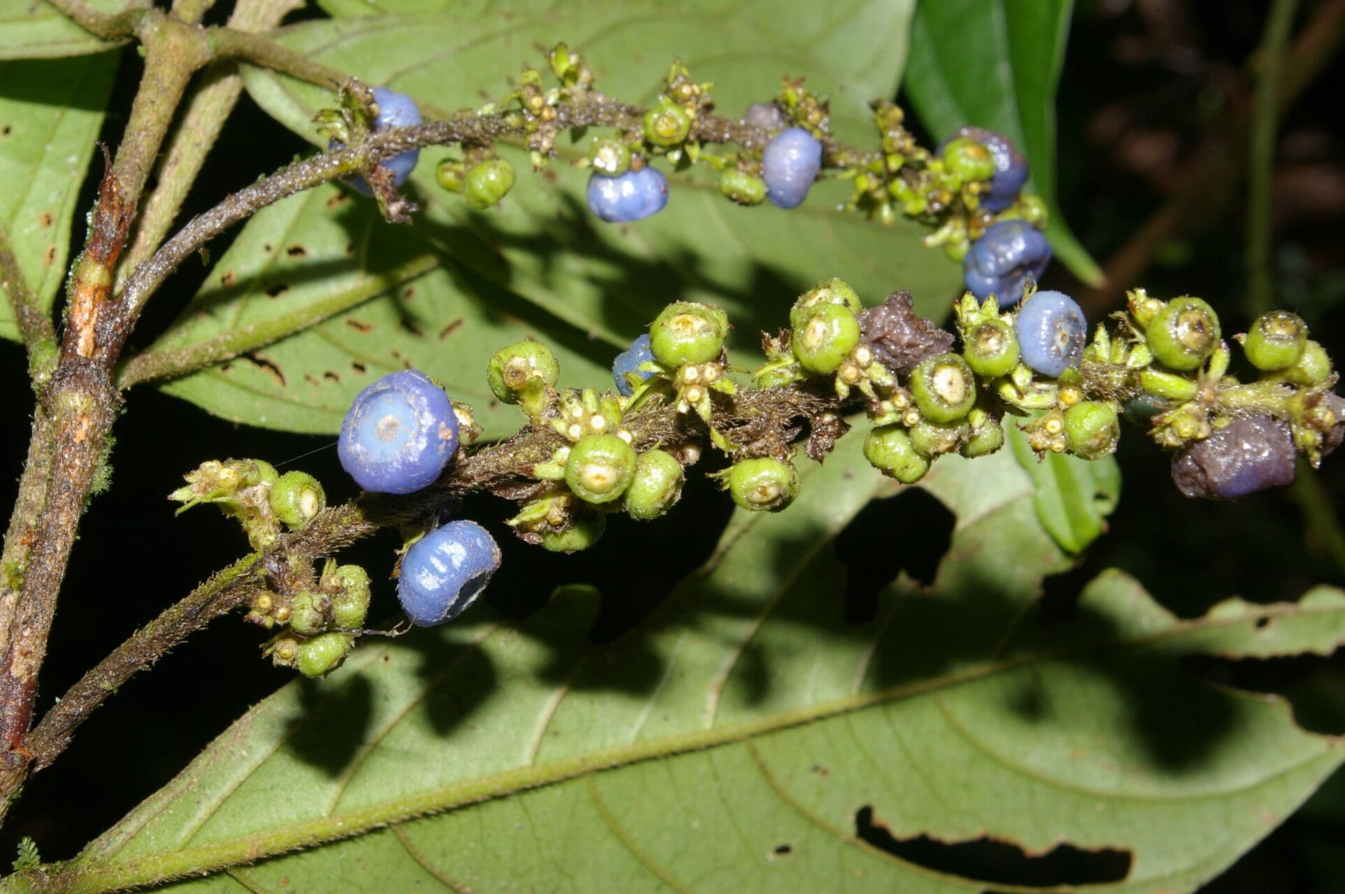 Bertiera 3